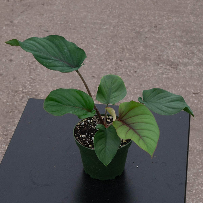 Gabriella Plants Adelonema 4" Adelonema 'Red Velvet'