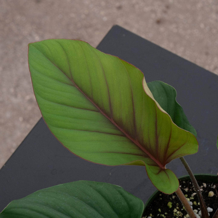 Gabriella Plants Adelonema 4" Adelonema 'Red Velvet'