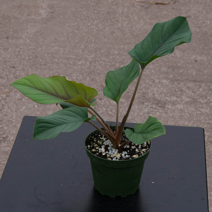 Gabriella Plants Adelonema 4" Adelonema 'Red Velvet'