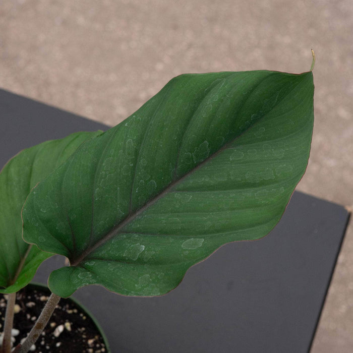 Gabriella Plants Adelonema 4" Adelonema 'Red Velvet'