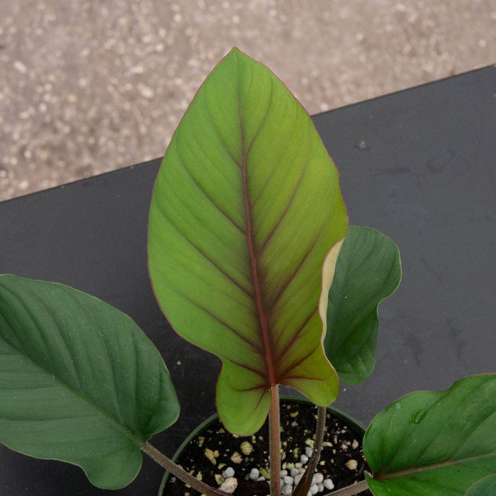 Gabriella Plants Adelonema 4" Adelonema 'Red Velvet'