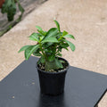 Gabriella Plants Adenium 4" Adenium obesum Growers Choice "Desert Rose"