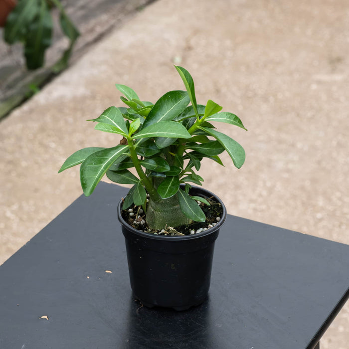 Gabriella Plants Adenium 4" Adenium obesum Growers Choice "Desert Rose"