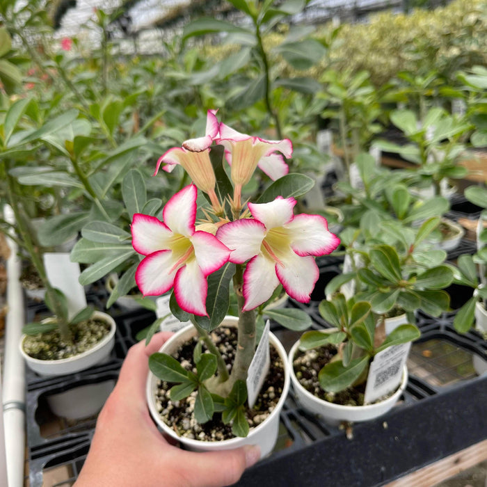 Gabriella Plants Other 4" Adenium obesum 'Picotee'