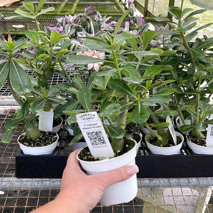 Gabriella Plants Other 4" Adenium obesum 'Picotee'