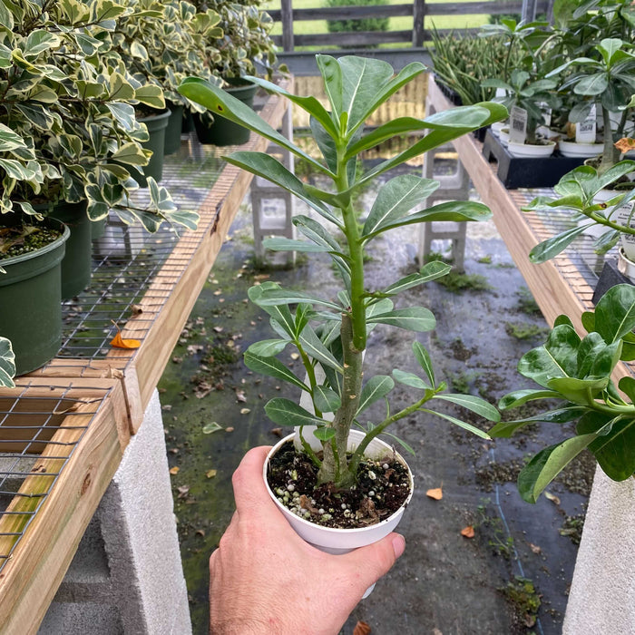 Gabriella Plants Other 4" Adenium obesum 'Picotee'