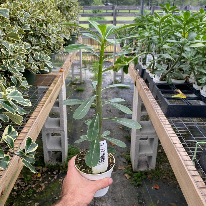 Gabriella Plants Other 4" Adenium obesum 'Pink'