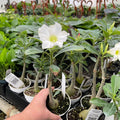 Gabriella Plants Other 4" Adenium obesum 'White'
