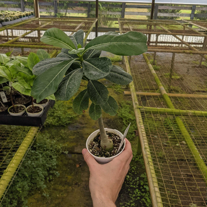 Gabriella Plants Other 4" Adenium obesum 'White'