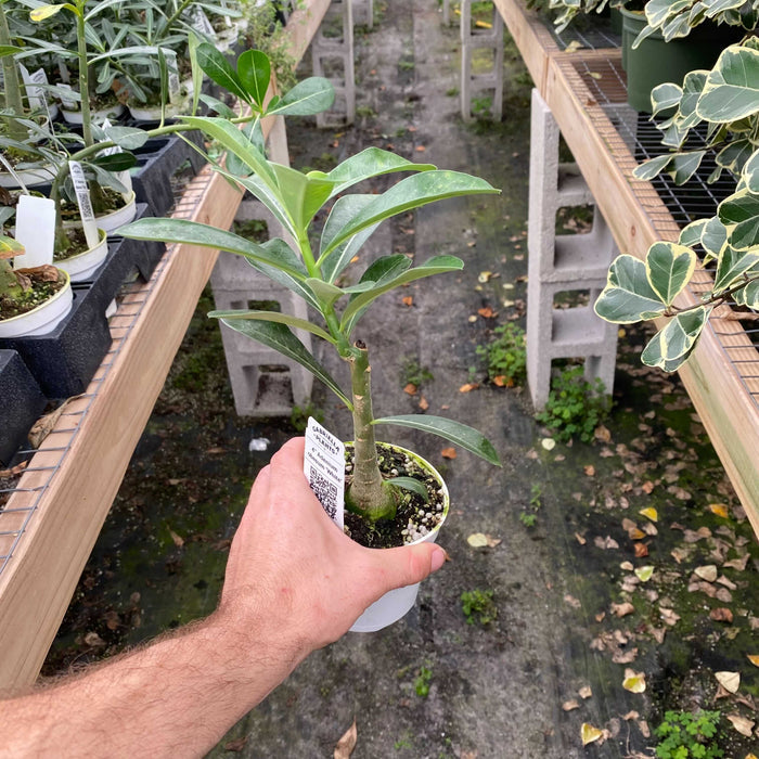 Gabriella Plants Other 4" Adenium obesum 'White'