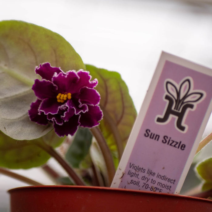 Gabriella Plants Other 4" African Violet Grower's Choice