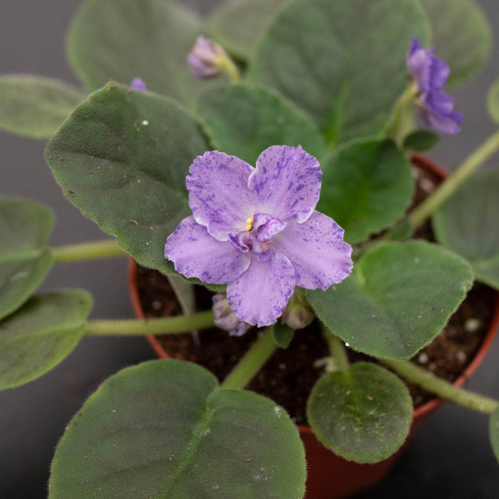 Gabriella Plants Other 4" African Violet Grower's Choice