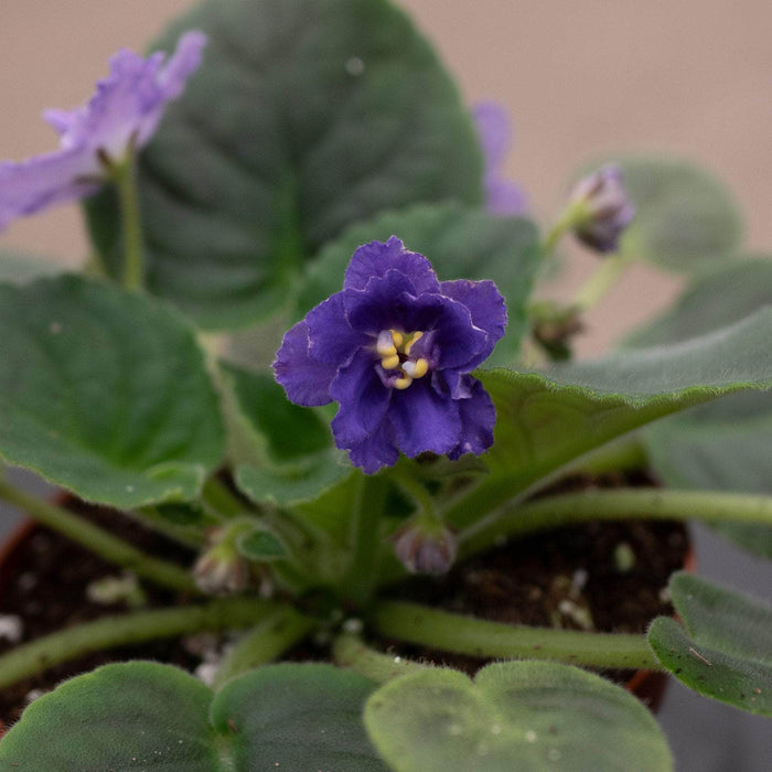 Gabriella Plants Other 4" African Violet Grower's Choice