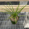 Gabriella Plants 4" Agave geminiflora 'Spaghetti Strap'