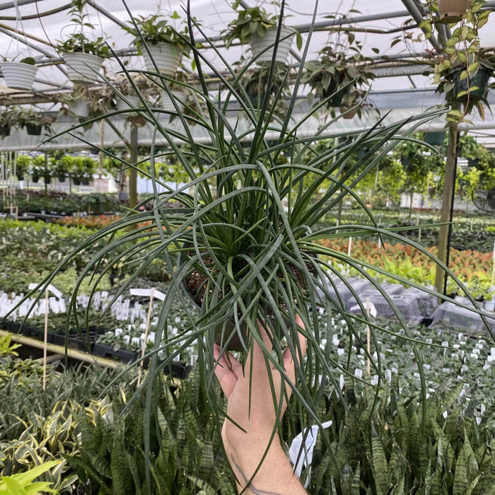 Gabriella Plants Succulent 4" Agave geminiflora 'Spaghetti Strap'