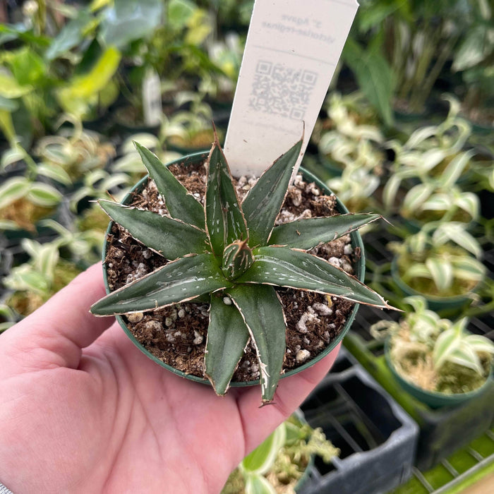 Gabriella Plants 3" Agave victoriae-reginae