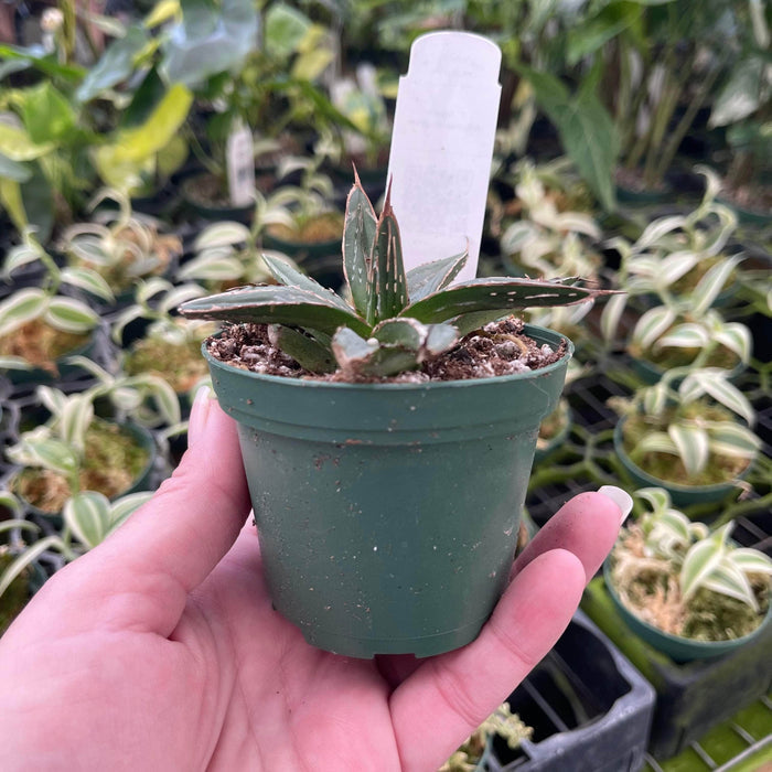 Gabriella Plants 3" Agave victoriae-reginae