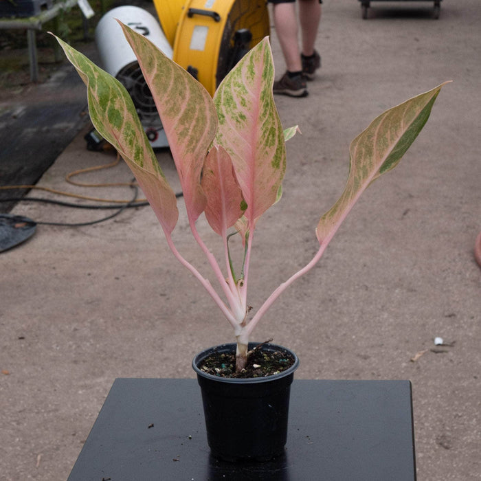 Gabriella Plants Aglaonema 4" Aglaonema 'Baby Tiger'