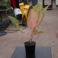 Gabriella Plants Aglaonema 4" Aglaonema 'Baby Tiger'