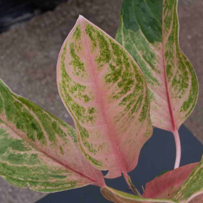 Gabriella Plants Aglaonema 4" Aglaonema 'Baby Tiger'