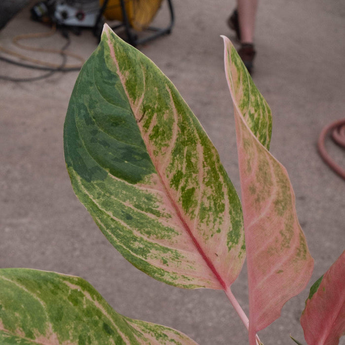 Gabriella Plants Aglaonema 4" Aglaonema 'Baby Tiger'