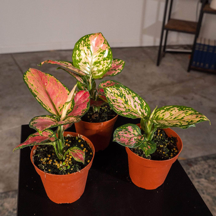 Gabriella Plants Aglaonema 4" 4" Aglaonema ‘Beauty’