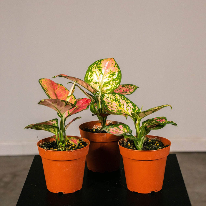 Gabriella Plants Aglaonema 4" 4" Aglaonema ‘Beauty’