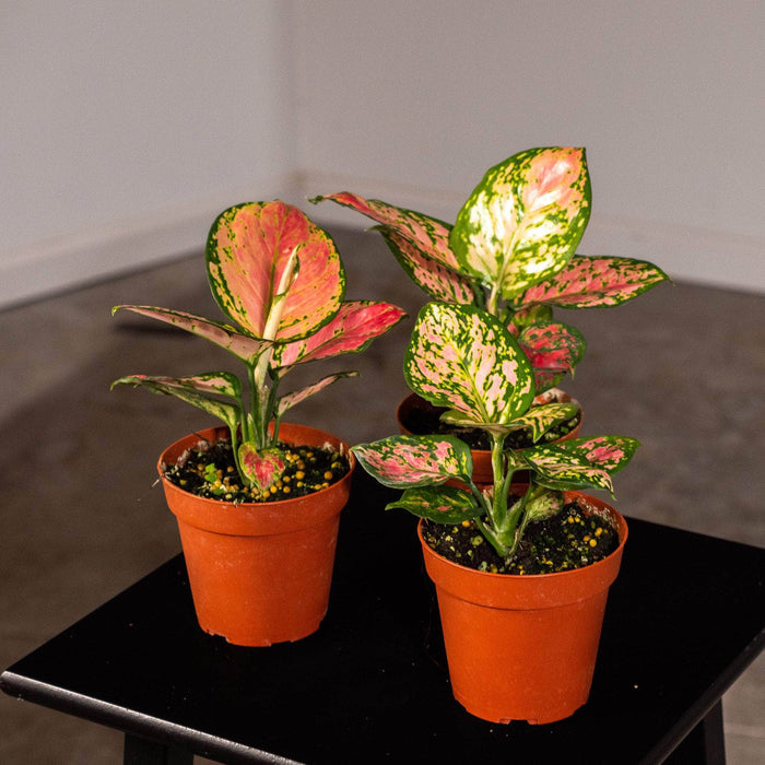Gabriella Plants Aglaonema 4" 4" Aglaonema ‘Beauty’