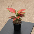 Gabriella Plants Aglaonema 4" Aglaonema 'Black Maroon'
