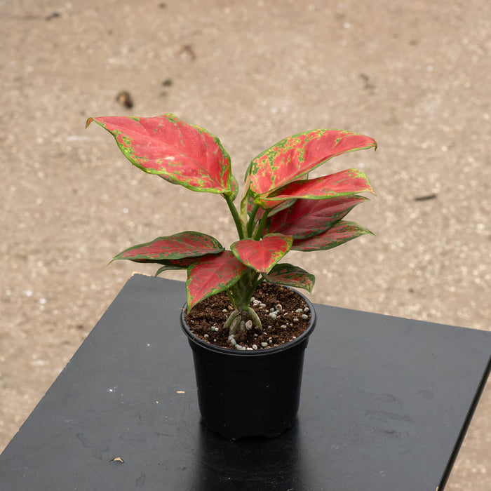 Gabriella Plants Aglaonema 4" Aglaonema 'Black Maroon'