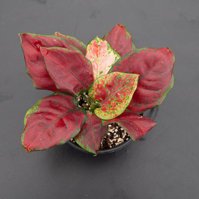 Gabriella Plants Aglaonema 4" Aglaonema 'Black Maroon'