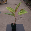 Gabriella Plants Aglaonema 4" Aglaonema 'Black Pink'