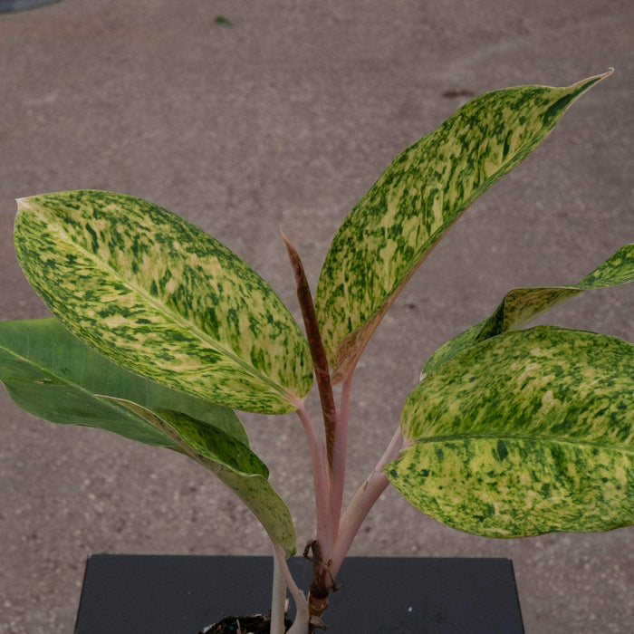 Gabriella Plants Aglaonema 4" Aglaonema 'Black Pink'