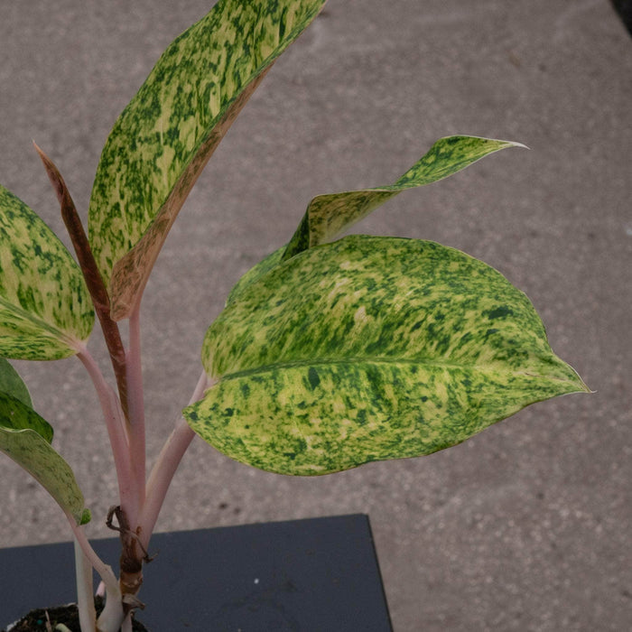 Gabriella Plants Aglaonema 4" Aglaonema 'Black Pink'