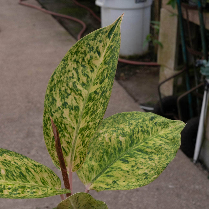 Gabriella Plants Aglaonema 4" Aglaonema 'Black Pink'