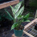 Gabriella Plants Other 5" Aglaonema brevispathum f. hospitum