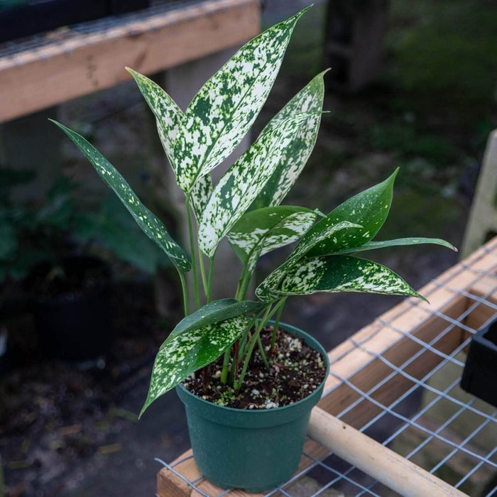 Gabriella Plants Other 5" Aglaonema brevispathum f. hospitum