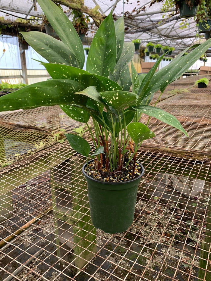 Gabriella Plants Aglaonema 6" Aglaonema Brevispathum Hospitum