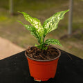 Gabriella Plants Aglaonema 4" Aglaonema 'Hybrid'