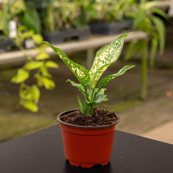 Gabriella Plants Aglaonema 4" Aglaonema 'Hybrid'