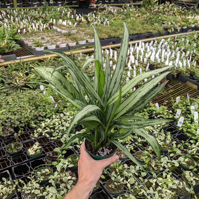 Gabriella Plants Aglaonema 4" Aglaonema 'Cutlass'
