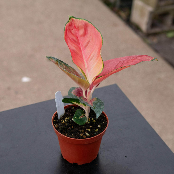 Gabriella Plants Aglaonema 4" Aglaonema 'Eastern Red'