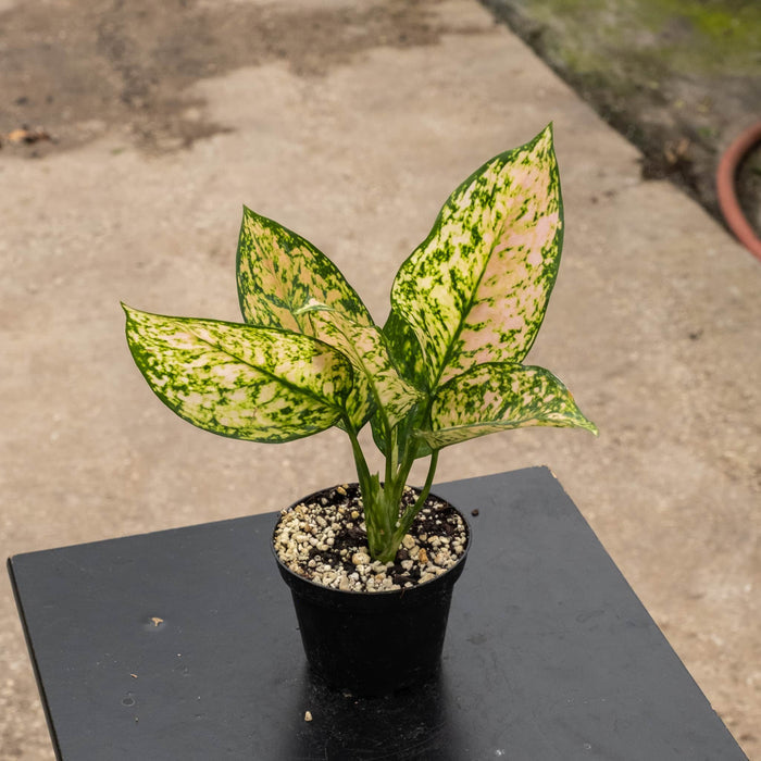 Gabriella Plants Aglaonema 4" Aglaonema 'Etta Rose'