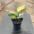 Gabriella Plants Other 4" Aglaonema 'Favonian'