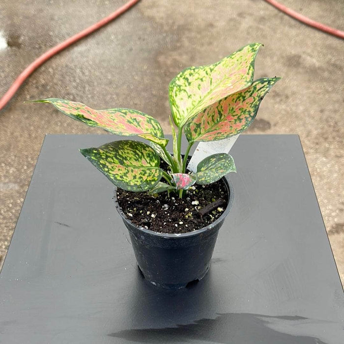 Gabriella Plants Other 4" Aglaonema 'Favonian'