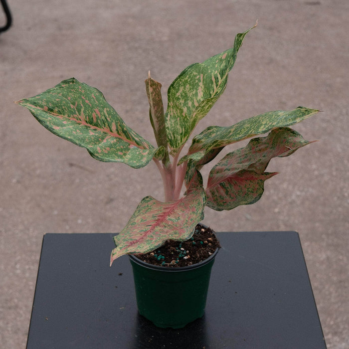Gabriella Plants Aglaonema 4" Aglaonema 'Fortune'