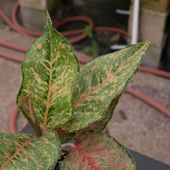 Gabriella Plants Aglaonema 4" Aglaonema 'Fortune'