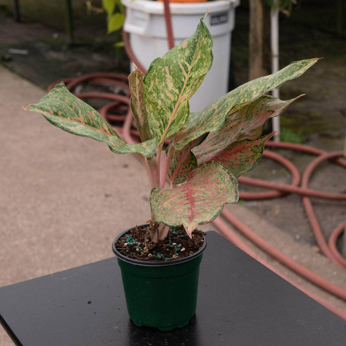 Gabriella Plants Aglaonema 4" Aglaonema 'Fortune'