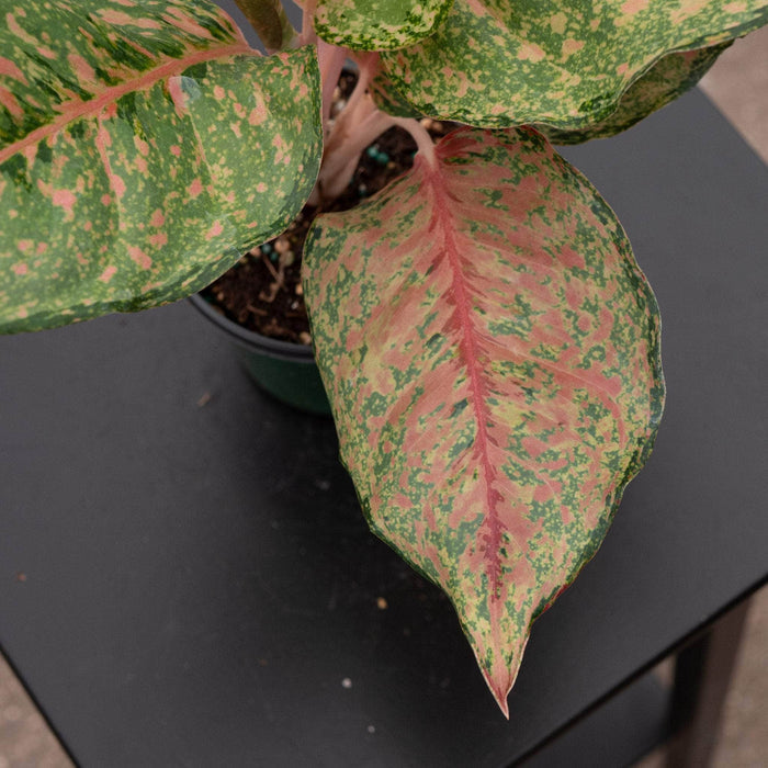 Gabriella Plants Aglaonema 4" Aglaonema 'Fortune'