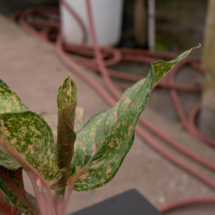 Gabriella Plants Aglaonema 4" Aglaonema 'Fortune'